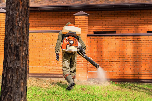 Trusted Ant Control service in Coal Creek, CO - Nex Pest Control